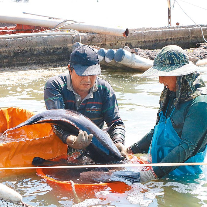 【台灣漁產大進擊】為什麼養殖的石斑魚更聰明？